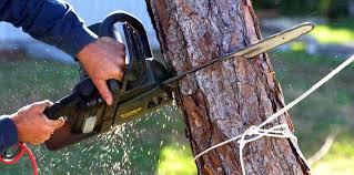 Lawn Pest Prevention in Seth Ward, TX