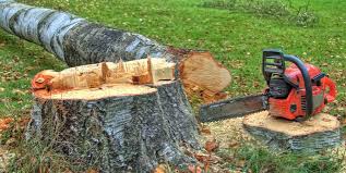 Best Tree Disease Treatment  in Seth Ward, TX
