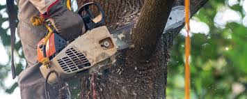 Best Root Management and Removal  in Seth Ward, TX