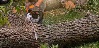 Best Tree Health Inspection  in Seth Ward, TX