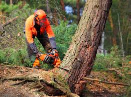 How Our Tree Care Process Works  in  Seth Ward, TX