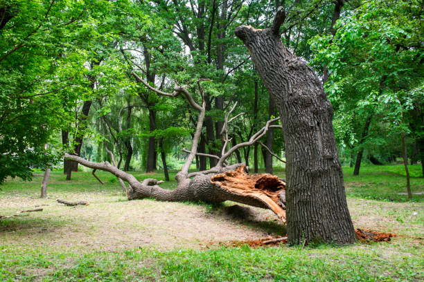 Best Arborist Consultation Services  in Seth Ward, TX